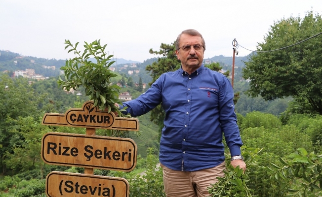 ÇAYKUR Eski Genel Müdürü İmdat Sütlüoğlu iddialara cevap verdi