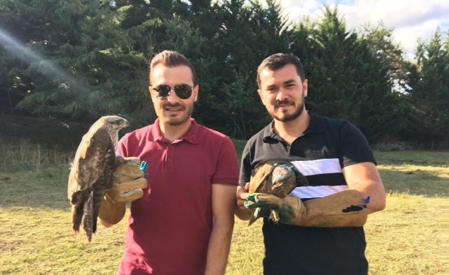 Çekmeköy’de  tedavisi tamamlanan 6 şahin doğaya salındı