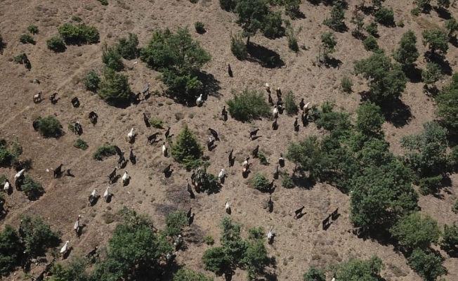 Jandarma sahibinin uyuyup kaybettiği 93 keçiyi drone ile buldu