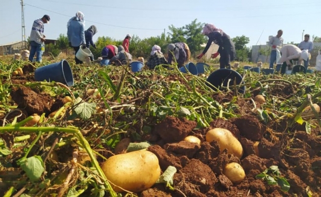 Kahta’da yerli patates hasadı yapıldı