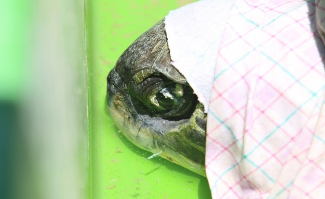 Kaş’ta gözleri görmeyen deniz kaplumbağası tedaviye alınacak
