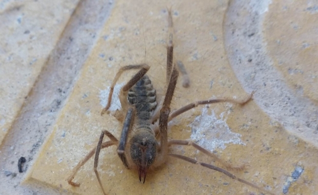 Konya’da etobur örümcek "Sarıkız" bulundu