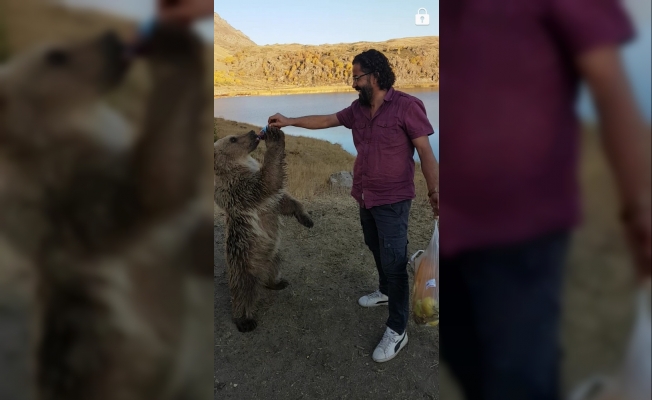 Nemrut’un maskotu kardeş ayılardan biri kayıp