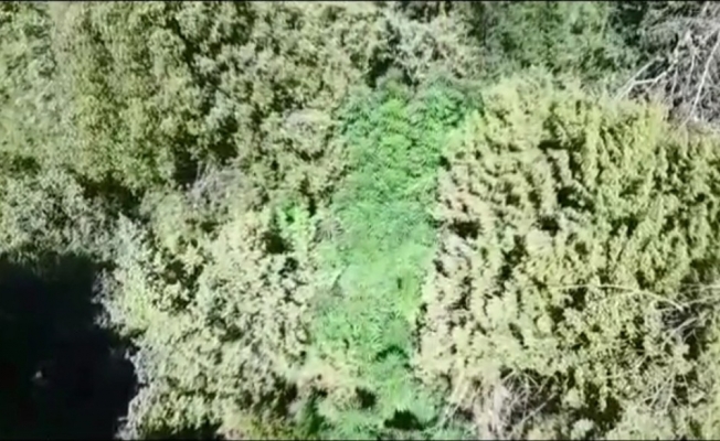 Ormanlık alana ’drone’lu kenevir operasyonu