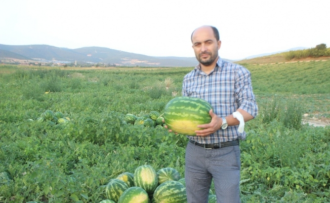 Osmaneli’nde bu yıl 28 bin ton karpuz hasadı bekleniyor