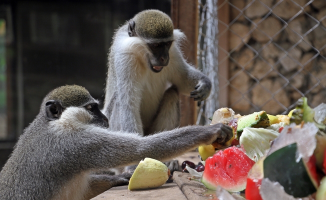 Sıcaktan bunalan maymunların buzlu meyve kokteyli keyfi