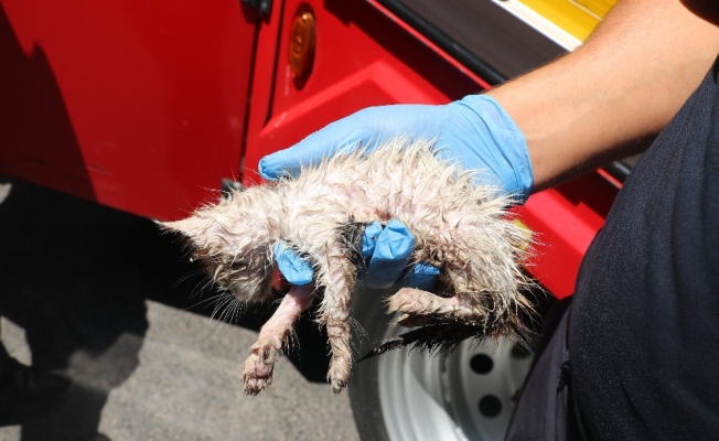 Su borusunda 3 gün kalan yavru kedi itfaiye ekipleri tarafından kurtarıldı