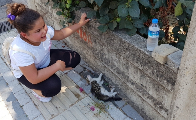 Yol kenarında can çekişen kediyi gören 9 yaşındaki Laden, gözyaşlarına boğuldu