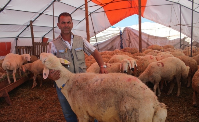 Yozgat’ın kuyruklu koçları kurban pazarında yoğun ilgi gördü