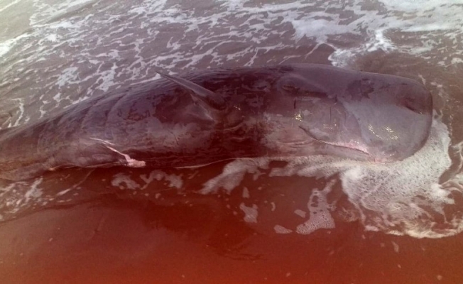 Adana’da nehrin döküldüğü yere yavru ölü balina vurdu