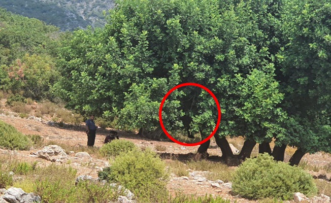 Alanya’da ağaca asılı halde bulunan cesedin detayları ortaya çıktı
