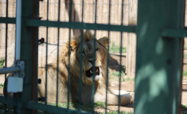 Anadolu Harikalar Diyarı Hayvanat Bahçesi 24 bin ziyaretçiyi ağırladı