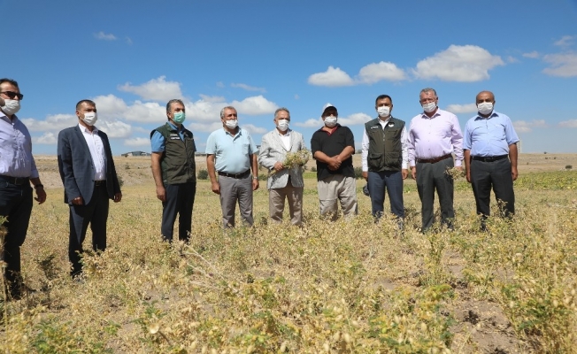 Başkan Yalçın’nın nohut hasadı büyük takdir topladı