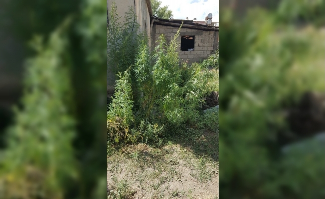 Bitlis’te 147 kök Hint keneviri ele geçirildi