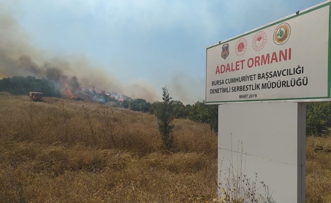 Bursa’daki çiftlik yangını Adalet Ormanı’na sıçradı