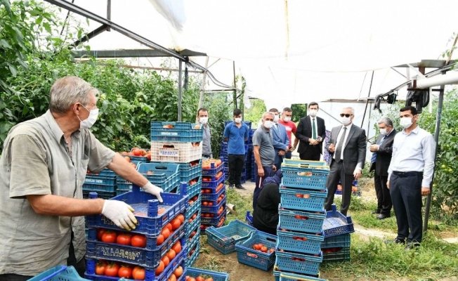 Isparta’da domates ve karanfil hasadı devam ediyor