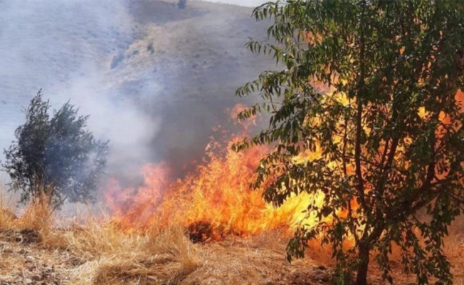 Kahta’da meyve ağaçlarının da bulunduğu alanda yangın
