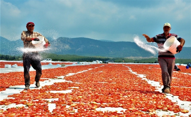 Korona sebebiyle ekim yapamayan ülkelere kurutulmuş domatesler Manisa’dan