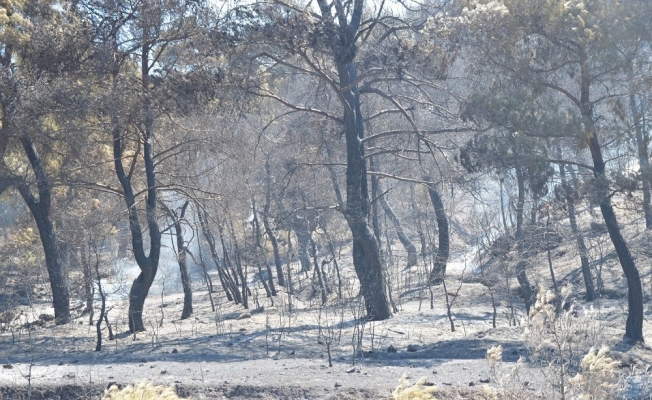 Manisa’daki orman yangını tamamen kontrol altına alındı