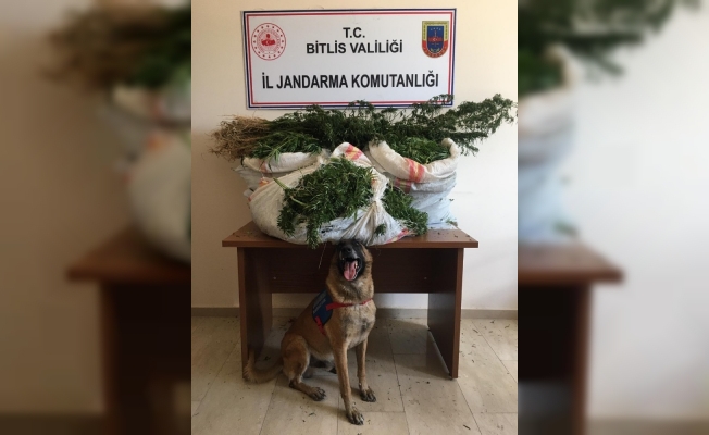 Mutki’de 41 kilo 316 gram kubar esrar ele geçirildi