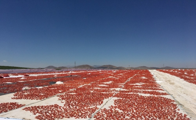 Niğde’de üretilen kuru domatesler 6 ülkeye ihraç ediliyor