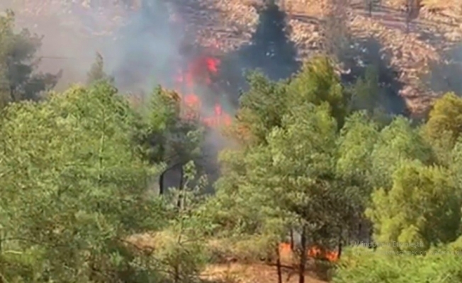 Şanlıurfa’da orman yangını