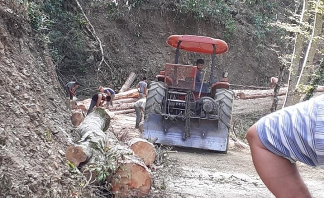 Ağacın altında kalan orman işçisi yaşamını yitirdi