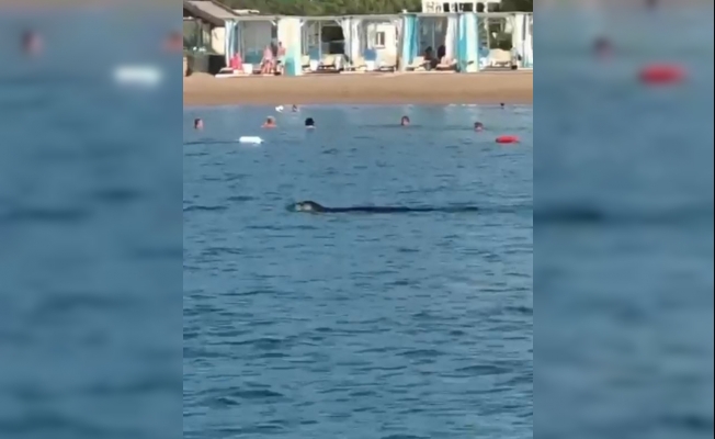 Akdeniz foku, tatilcilerle birlikte yüzdü