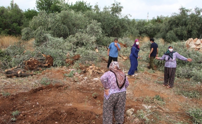 42 zeytin ağacı inşaat çalışması için katledildi
