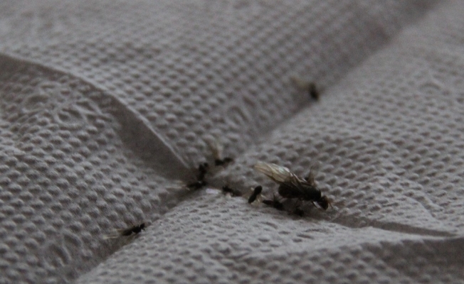 Bingöl’de ilçeyi istila eden böceklerin kanatlı karınca olduğu anlaşıldı