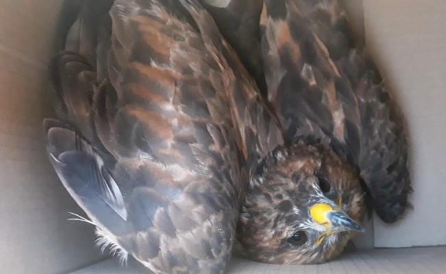 Bitlis’te yaralı bulunan kuşlar tedavi altına alındı