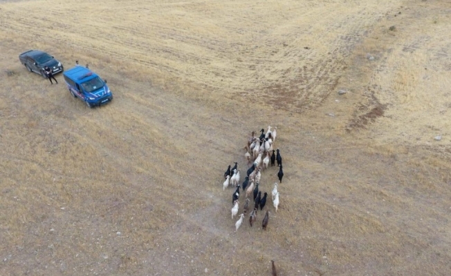 Elazığ’da firar eden hayvanlar, 7 kilometre uzakta drone ile bulundu