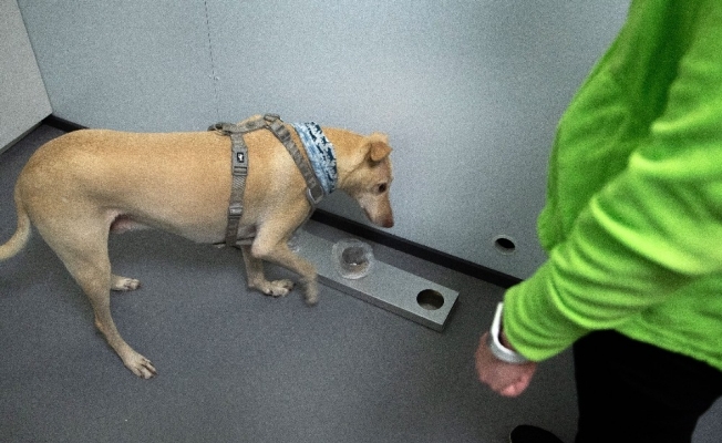 Helsinki Havalimanı’nda Covid-19’u tespit etmek için eğitimli köpekler kullanılacak