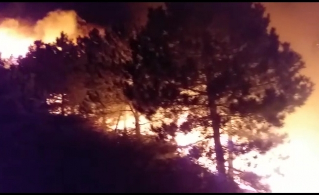Orman yangını sonrası ağır bilanço: Onlarca hektar ormanlık alan küle döndü