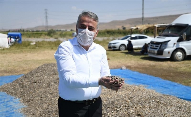 Kayseri’de ay çekirdeği hasadı başladı