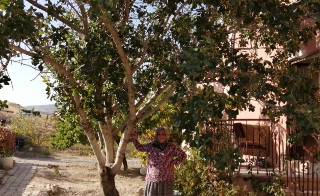 Kayseri’nin Yeşilhisar İlçesinde Antep Fıstığı Ağacını Görenler Şaşkınlığını Gizleyemiyor