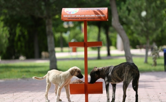 Kocasinan’da hayat tüm canlılar için değerli