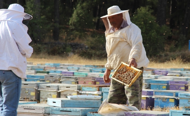 Kuraklık çam balını vurdu, arılar açlıkla karşı karşıya
