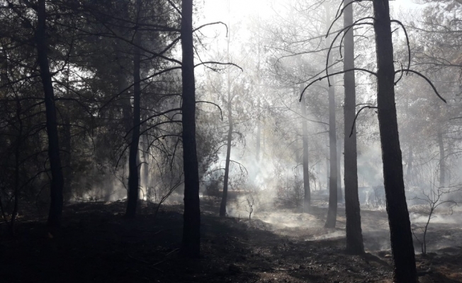 Ormanı ateşe veren kundakçı kısa sürede yakalandı