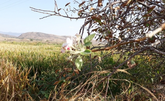 Osmancık’ta elma ağacı eylül ayında çiçek açtı