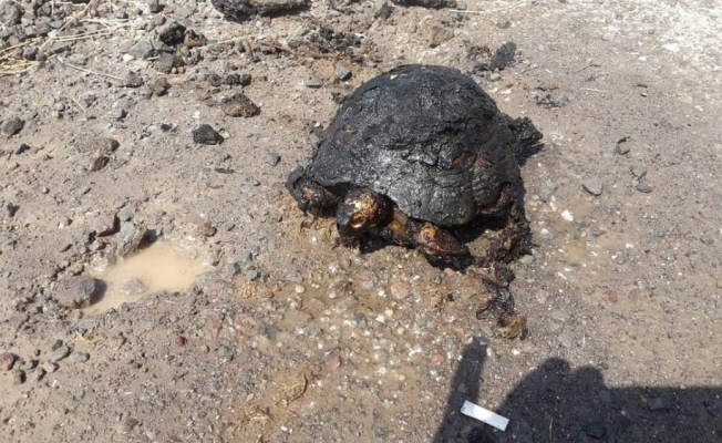 Ot yangınından kaçamayan kaplumbağa telef oldu