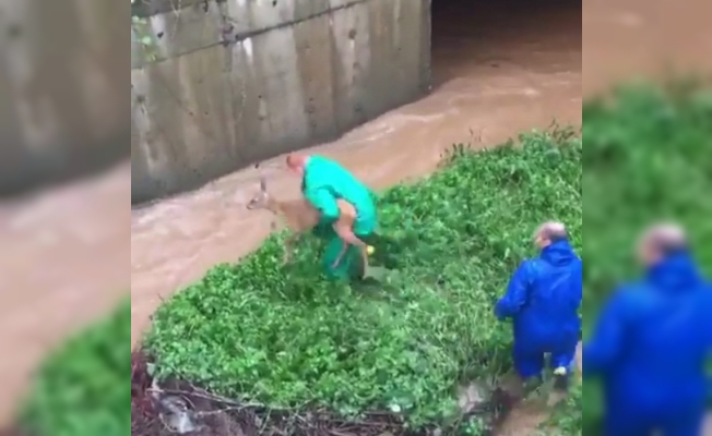 Şiddetli yağışta yolunu kaybedip su kanalına düşen karaca belediye ekipleri tarafından kurtarıldı