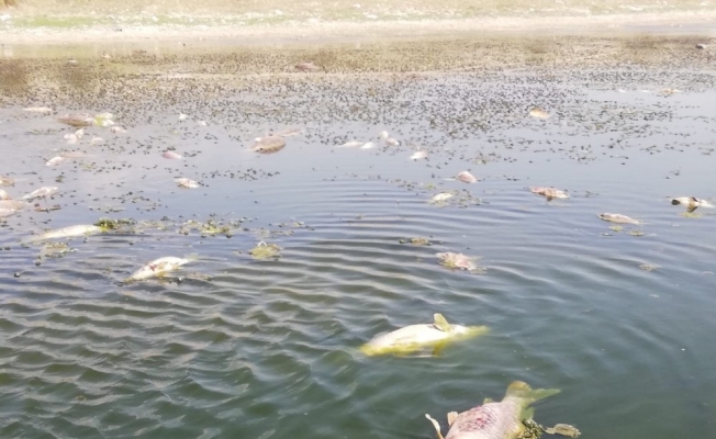 Sultan Sazlığı’nda korkutan balık ölümleri