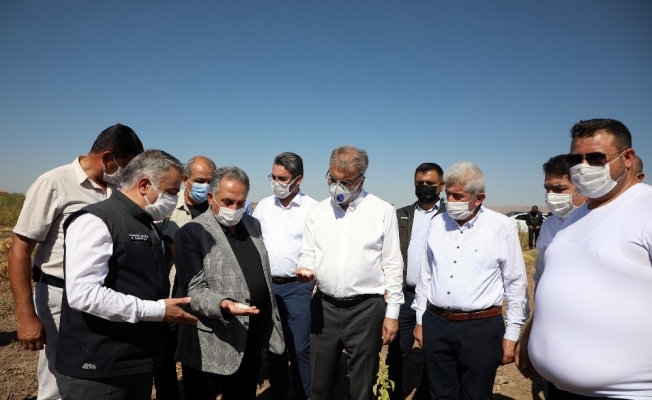 Talas kırsalında kuru fasulye hasadı yapıldı