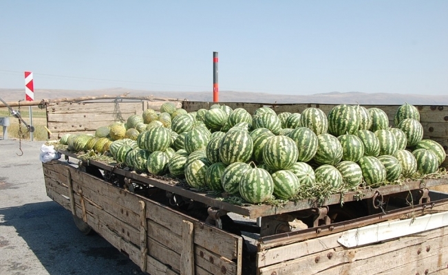 Tarladaki karpuzu dolu vurdu