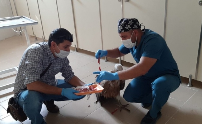 Yaralı kızıl akbabayı tedavi edip elleriyle beslediler