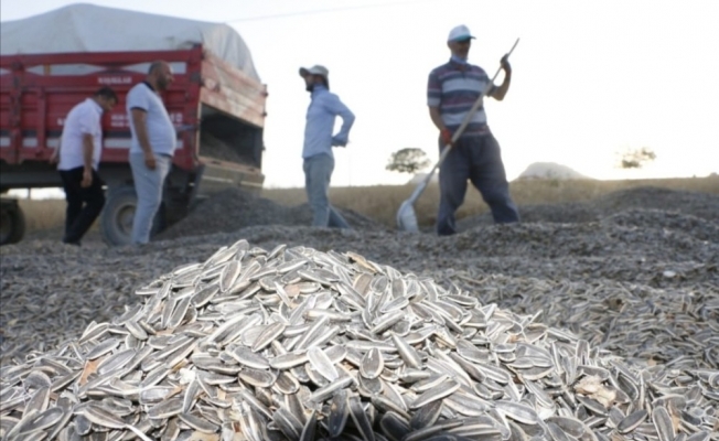 Yeşilhisar’da ayçekirdeği hasadı başladı