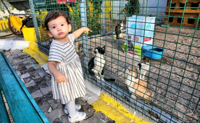 Aksaray’daki hayvan barınağında kedilere özel alan oluşturuldu