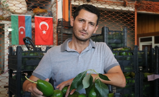 Alanya'da artan avokado hırsızlığı üreticileri isyan ettirdi  