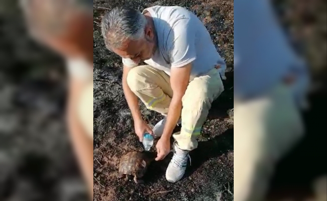 Alevlerin arasından kurtarılan kaplumbağaya can suyu